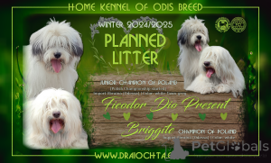 Фото №3. ОДИС - щенки с родословной FCI.  Польша