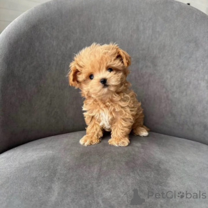 Фото №1. мальтипу - купить в Делиться за договорная. Объявление №167216