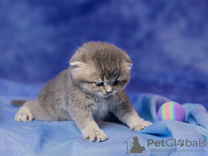 Дополнительные фото: Шотладские котята продажа