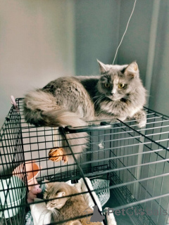 Фото №3. Грейс, чьё имя означает Благодать, ищет свой дом.. Россия