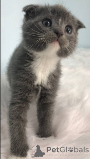 Фото №1. шотландская (скоттиш страйт) - купить в Филадельфия за договорная. Объявление №140366