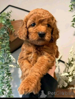 Фото №3. Гаванские щенки доступны для переосмысления.  США