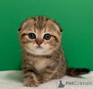 Фото №4. Продам рэгдолла в Беларусь  - цена договорная