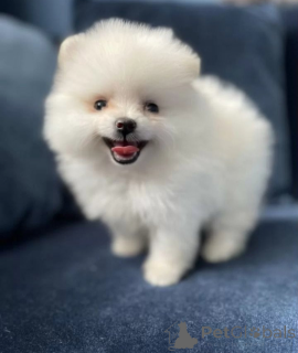 Фото №2 к объявлению №139207 о продаже померанского шпица - купить в России частное объявление, заводчик