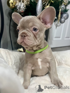 Фото №1. французский бульдог - купить в Аскаффенбург за договорная. Объявление №162222