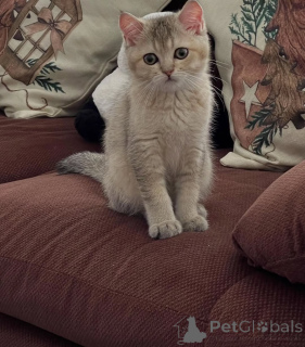 Фото №2 к объявлению №155688 о продаже британская короткошёрстная - купить в Ирландии частное объявление