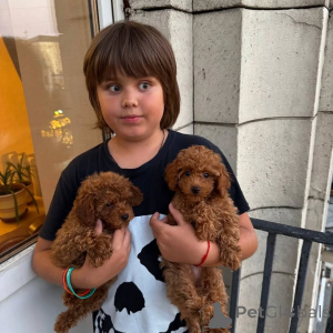 Фото №1. пудель (той) - купить в Без округа Город Франкфурт Am Main за 61919₽. Объявление №166699