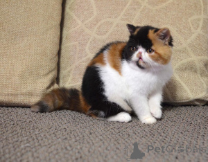 Фото №1. персидская - купить в Берлине за договорная. Объявление №165336