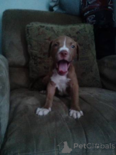 Фото №3. Повторно хомить моему 3-месячному американскому питбульскому терьеру имени Мерфи.  Германия