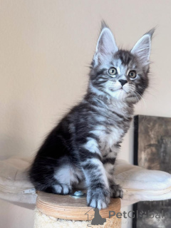 Фото №3. Котята мейн-кун объяснили особенности, темперамент и рост. Германия