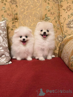 Фото №1. померанский шпиц - купить в Варшаве за Бесплатно. Объявление №164057