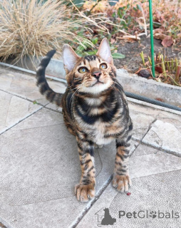 Фото №1. бенгальская - купить в Винер Нойустадт за 69575₽. Объявление №153415