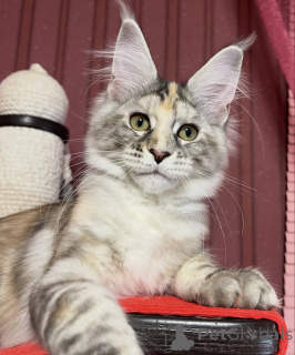 Фото №1. мейн-кун - купить в Affalterbach за 88129₽. Объявление №161420