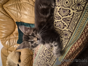 Фото №2 к объявлению №159464 о продаже мейн-кун - купить в Германии частное объявление