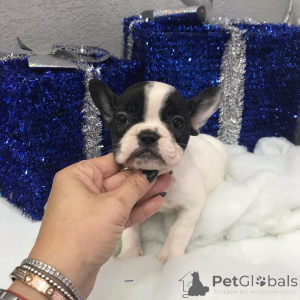 Фото №1. йоркширский терьер - купить в Пенсильванская печь за договорная. Объявление №149978