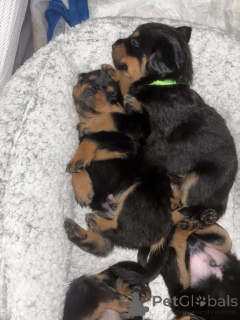 Фото №2 к объявлению №162203 о продаже ротвейлера - купить в Германии 