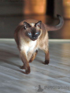 Фото №1. тайская - купить в Санкт-Петербурге за Бесплатно. Объявление №158843