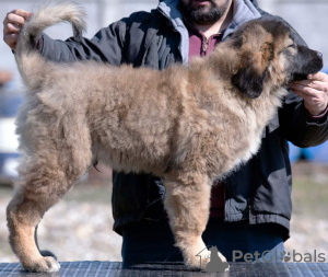 Дополнительные фото: Кавказская овчарка щенки