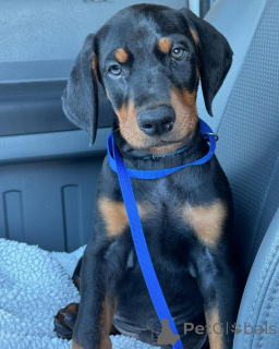 Фото №2 к объявлению №137277 о продаже добермана - купить в Албании частное объявление