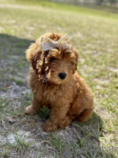 Фото №4. Продажа беспородную в Bergisch Gladbach заводчик - цена 37107₽