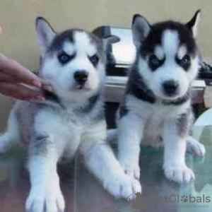 Фото №3. SjhvSiberian Husky-Welpen, etwa 10 Wochen alt, zur Adoption verfügbar.  Германия