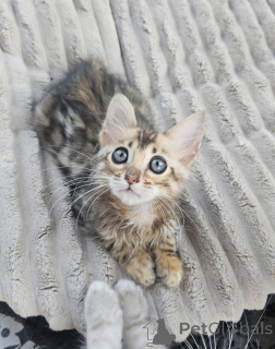 Фото №2 к объявлению №153245 о продаже бенгальская - купить в Швеции частное объявление