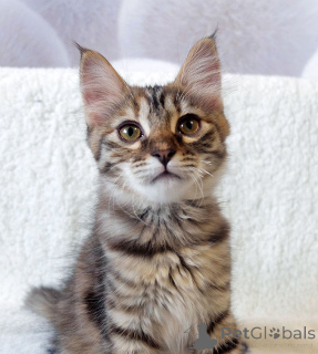 Фото №4. Продам  в Москова частное объявление - цена Бесплатно