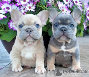 Фото №1. французский бульдог - купить в Аппензелл за Бесплатно. Объявление №165764