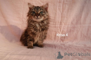 Фото №3. Мэн-экон-Креузнгскацхен. Германия