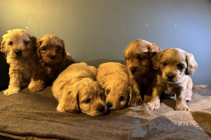 Фото №4. Продажа мальтипу в Leingarten частное объявление - цена 74214₽