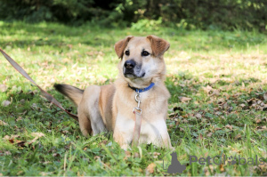 Фото №2 к объявлению №138782 о продаже беспородную - купить в России 