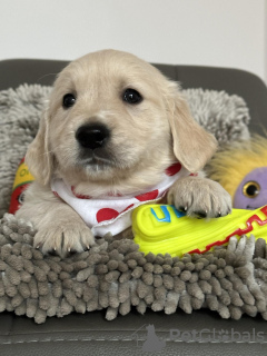 Фото №2 к объявлению №89351 о продаже золотистого ретривера - купить в Польше заводчик