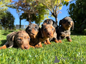 Фото №1. такса - купить в Мадрид за договорная. Объявление №160831