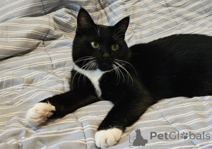 Фото №3. Очаровательная кошка Соня в дар. Беларусь