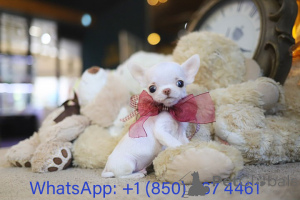 Фото №3. Дом декана Джанет Кей.  США