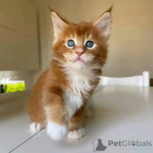 Фото №2 к объявлению №136791 о продаже мейн-кун - купить в Германии заводчик