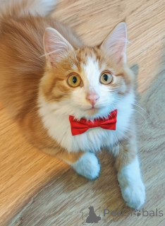 Фото №1.  - купить в Москве реке за Бесплатно. Объявление №159492