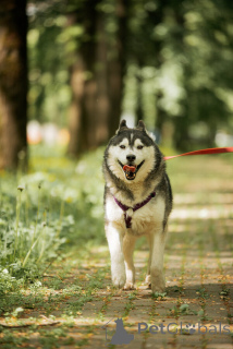 Фото №2 к объявлению №154204 о продаже сибирского хаски - купить в России 