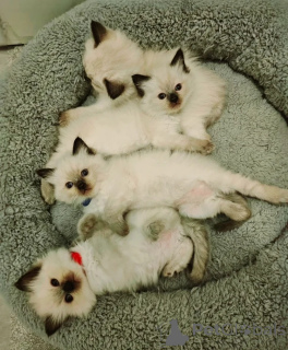 Фото №3. New Ragdoll kittens for adoption. Австрия