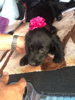 Фото №2 к объявлению №167497 о продаже английского кокер-спаниеля - купить в Дании частное объявление, заводчик