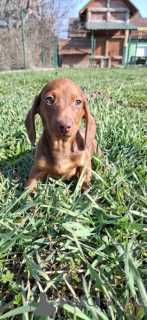 Фото №3. У нашей красавицы родились великолепные щенки..  Германия