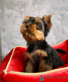 Фото №3. Teacup Yorkie Puppy для усыновления.  США