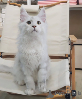 Фото №1. мейн-кун - купить в Мюнхене за договорная. Объявление №155914