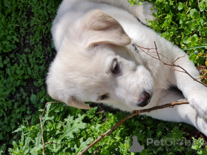 Фото №3. Продается щенок белого лабрадора-ретривера.  Грузия
