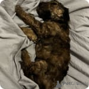 Фото №4. Продажа пуделя (той) в Айова -Сити частное объявление - цена 59139₽