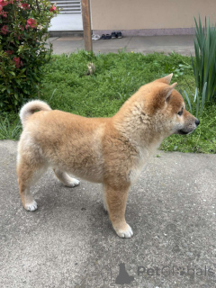 Фото №2 к объявлению №138757 о продаже  - купить в Сербии 