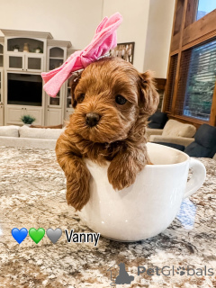 Фото №1. лабрадудль - купить в Бертранж за 60299₽. Объявление №157478