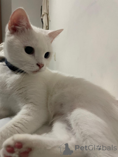 Фото №2 к объявлению №140116 о продаже  - купить в Турции частное объявление