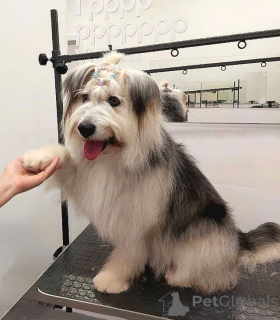 Фото №3. Молодая некрупная собачка Груша ищет дом.  Россия