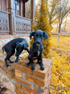 Фото №4. Продажа беспородную в Москве реке частное объявление - цена Бесплатно